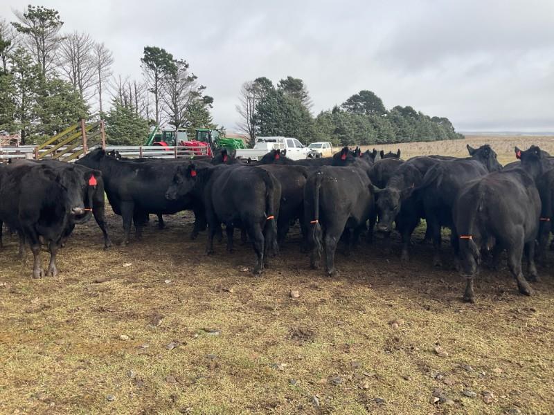 Lot 284 34 PTIC Cows AuctionsPlus
