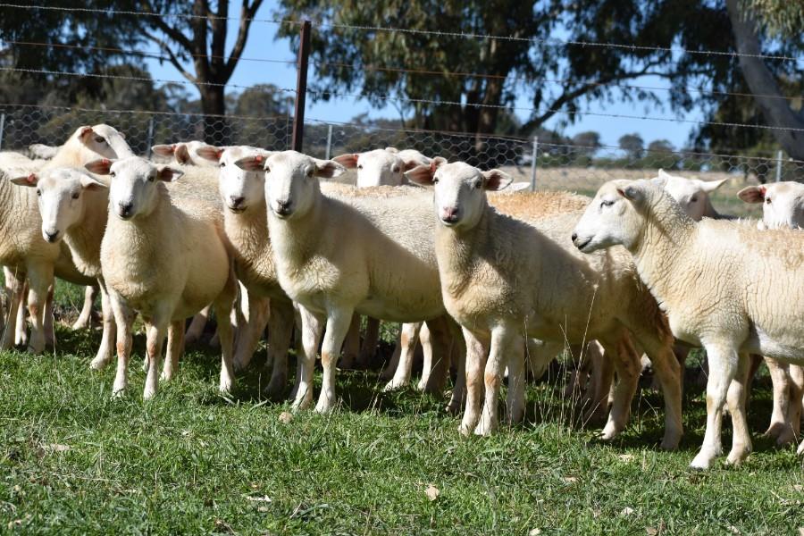 NATIONAL GOAT SALE Auction 877 AuctionsPlus