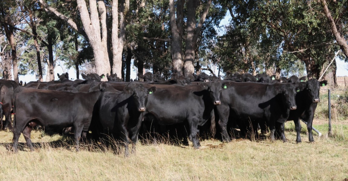 Lot 152 - 55 PTIC Cows | AuctionsPlus