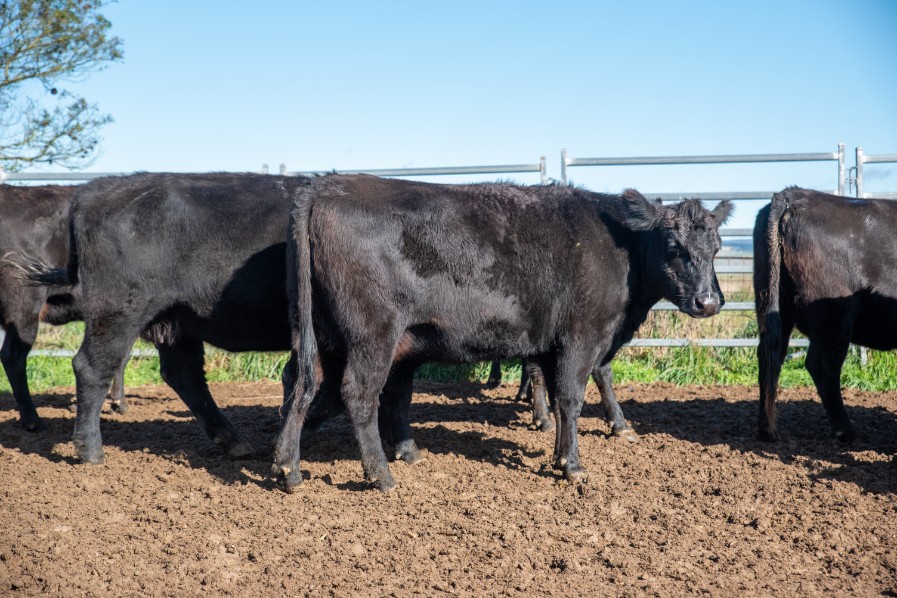 Lot 259 17 PTIC Cows AuctionsPlus