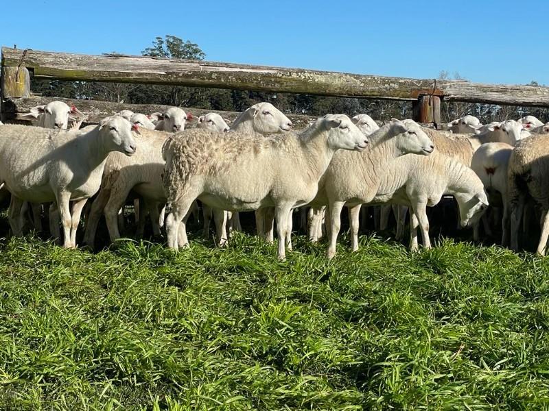 Lot 787 30 SIL Ewe Lambs AuctionsPlus