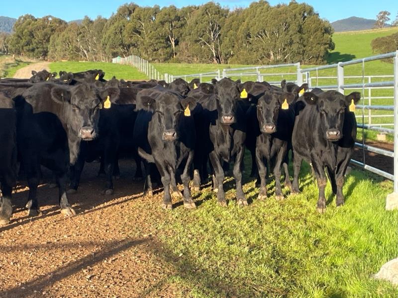 Lot 319 63 PTIC Cows AuctionsPlus