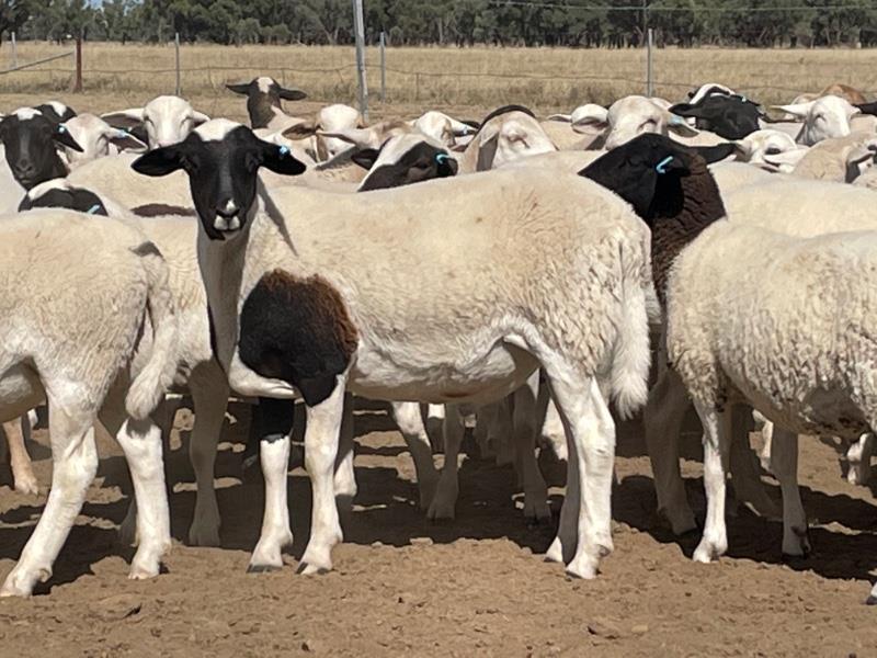 Lot 400 520 Mixed Sex Lambs Auctionsplus