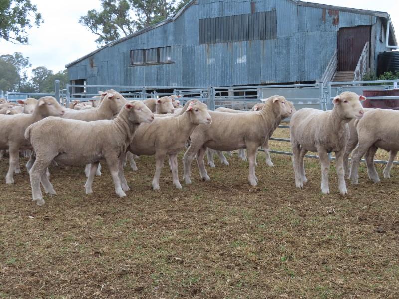 Lot 618 145 Mixed Sex Store Lambs Auctionsplus