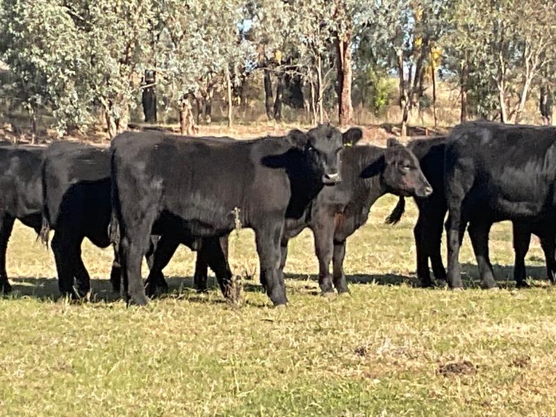 16 Feeder Steers AuctionsPlus