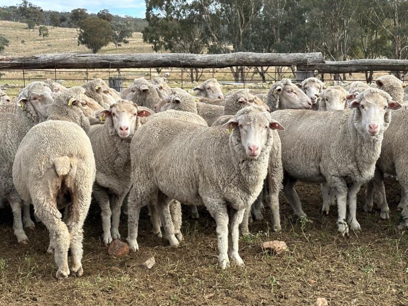 Lot 760 - 100 SIL Ewes | AuctionsPlus