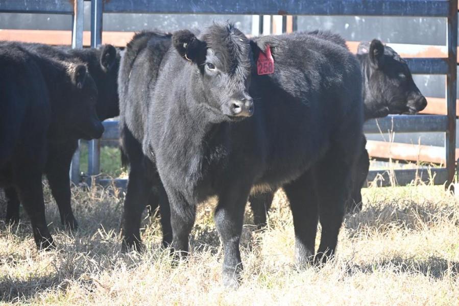 39 Unweaned Steers | AuctionsPlus