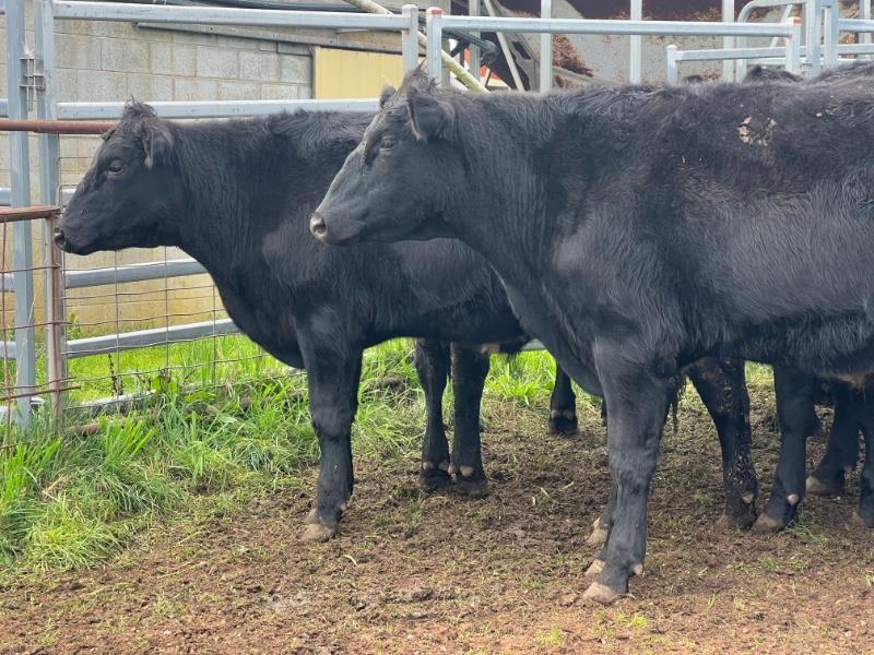 Lot 935 20 Feeder Steers AuctionsPlus