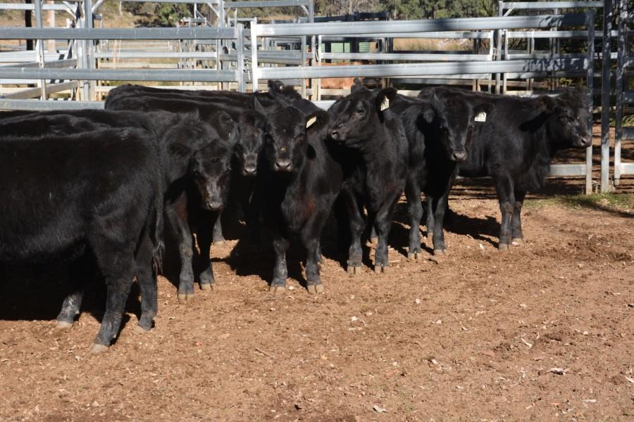 Lot 152 - 58 Weaned Heifers | AuctionsPlus