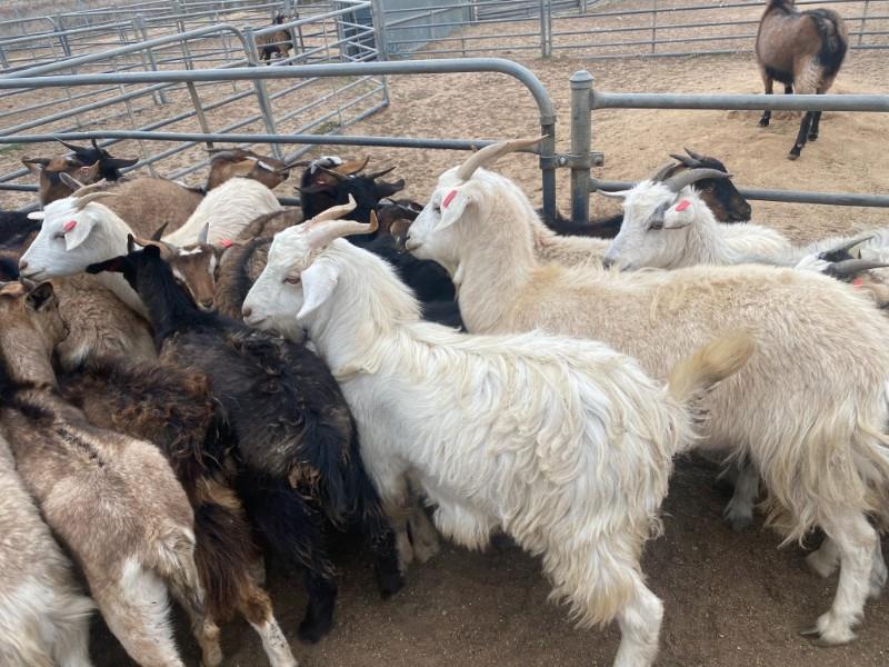 NATIONAL GOAT SALE Auction 921 AuctionsPlus