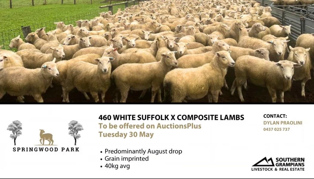 Lot 763 460 Mixed Sex Lambs Auctionsplus 0715