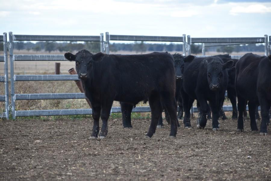 Lot 925 50 Feeder Steers AuctionsPlus