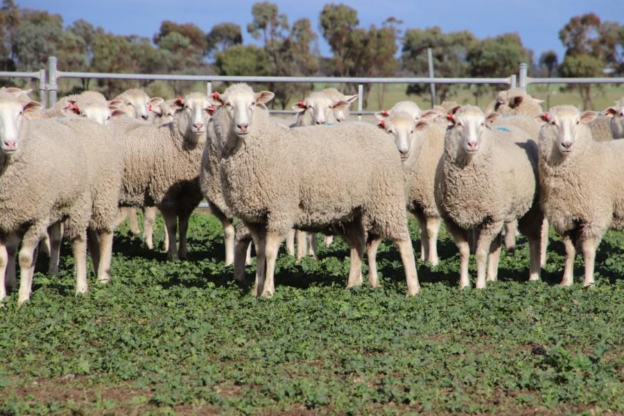 Lot 751 193 SIL Ewe Lambs AuctionsPlus