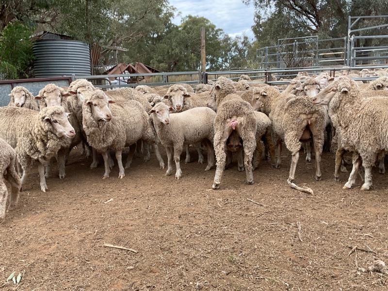 Lot 400 - 75 NSM Ewes & Lambs | AuctionsPlus