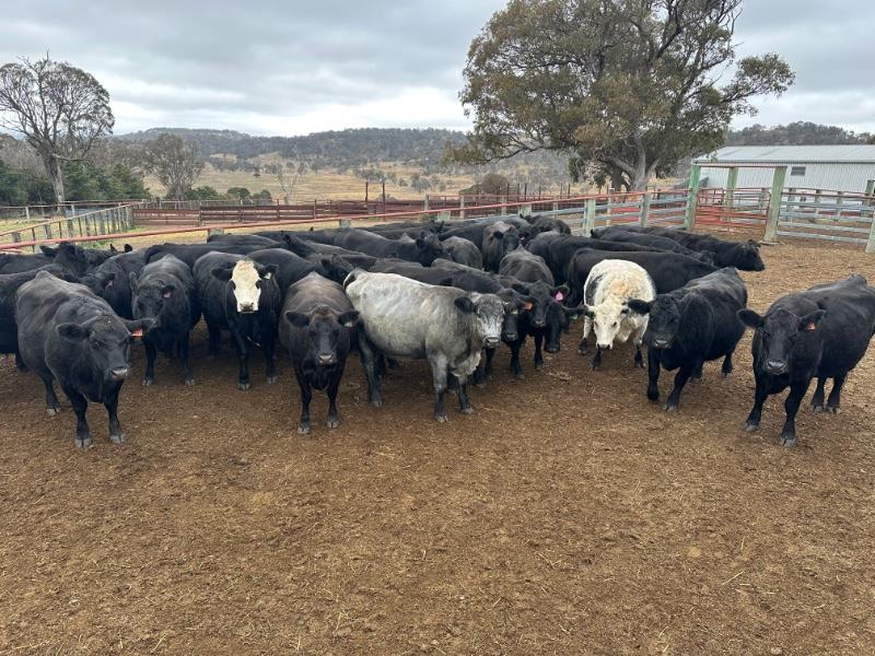 Lot 160 - 40 Station Mated Cows | AuctionsPlus