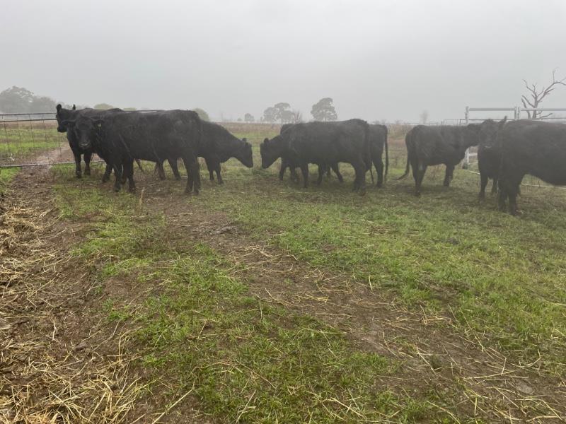 Weaner And Yearling Sale Auction 985 Auctionsplus 2134