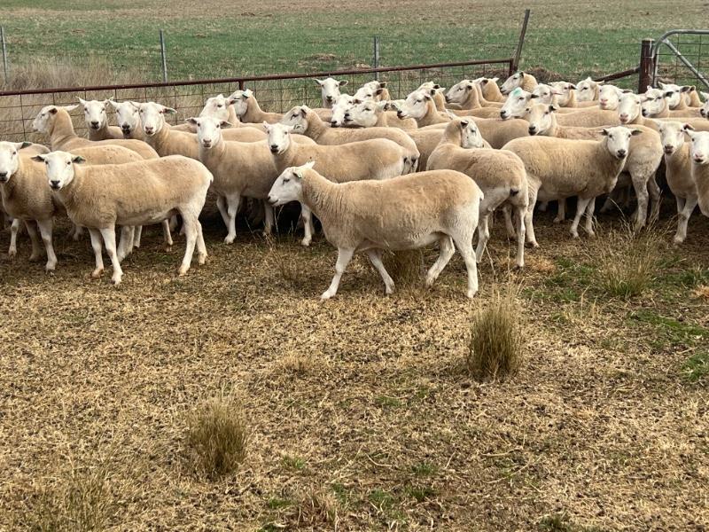 Lot 403 - 61 SIL Ewes | AuctionsPlus