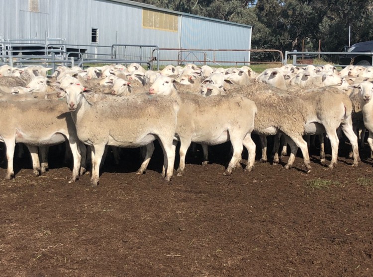 Lot 498 - 100 SIL Ewes | AuctionsPlus