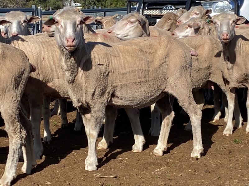 Lot 434 - 100 SIL Ewes | AuctionsPlus