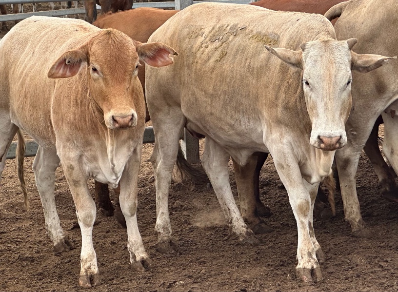 Lot 214 88 PTIC Yearling Heifers AuctionsPlus