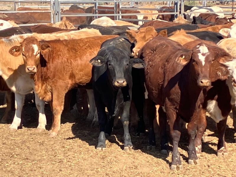 Lot 582 62 Feeder Heifers AuctionsPlus
