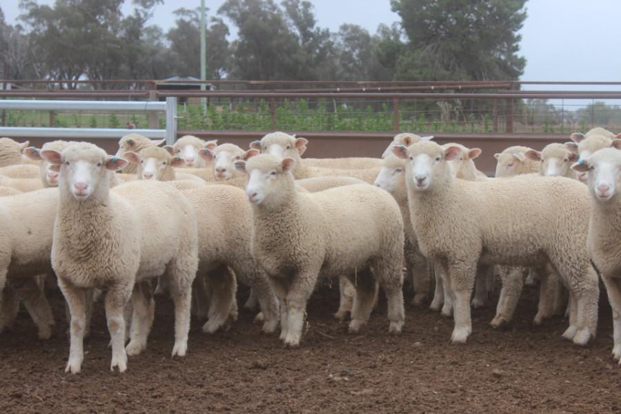 Lot 838 320 Mixed Sex Suckers Auctionsplus