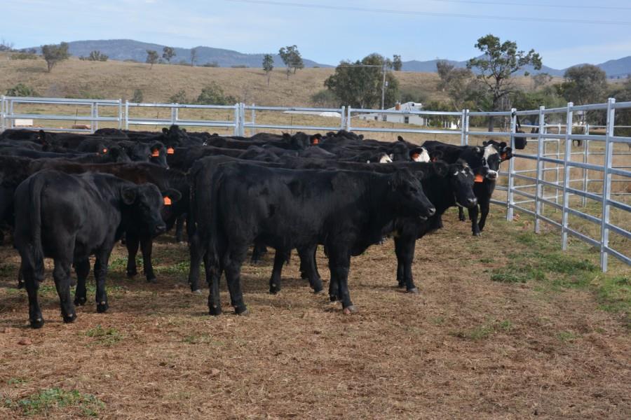 Lot 138 86 Feeder Heifers AuctionsPlus