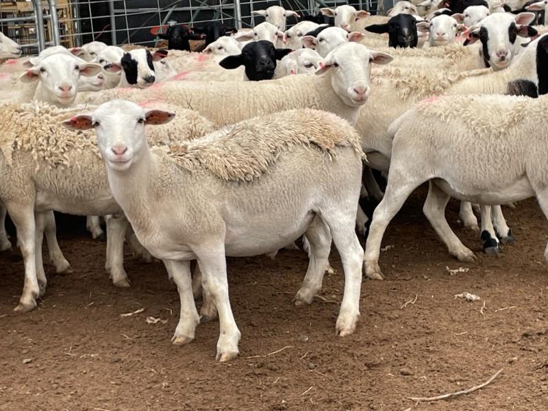 TUESDAY NATIONAL SHEEP SALE Auction 737 AuctionsPlus