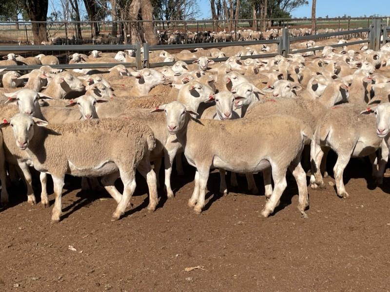 Lot 742 240 SIL Ewe Lambs AuctionsPlus