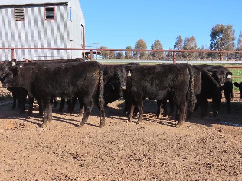 Lot 439 32 Yearling Heifers AuctionsPlus