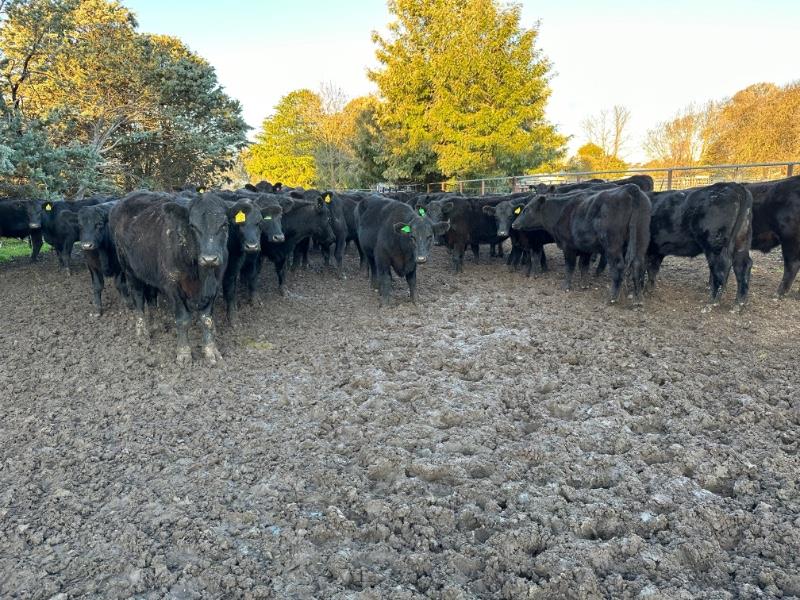 Lot 282 - 76 Feeder Steers | AuctionsPlus