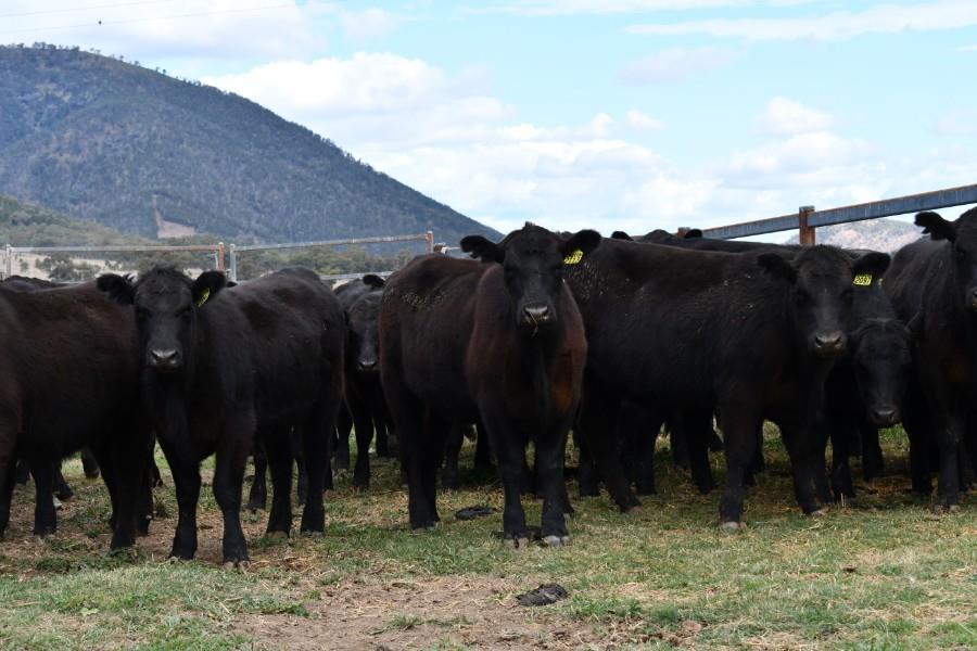 Lot 471 39 Yearling Heifers AuctionsPlus