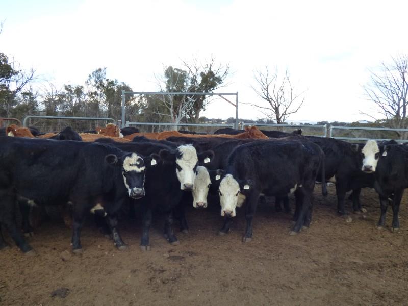 Lot 328 - 32 Station Mated Cows | AuctionsPlus