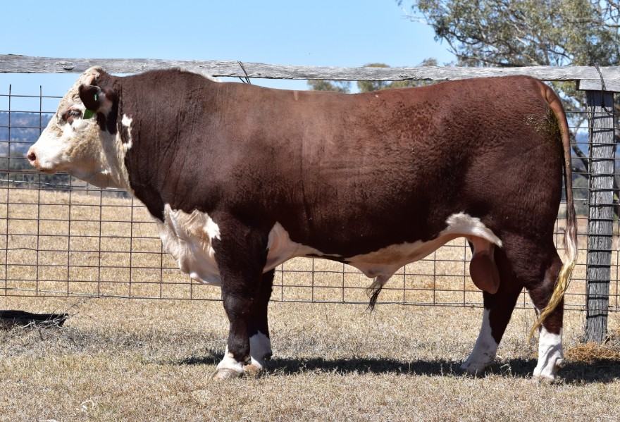 Lot 13 - 1 Stud Bull | AuctionsPlus