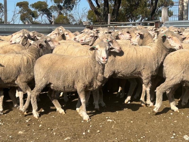 LAMEROO BLUE RIBBON OFF SHEARS SALE Auction 623 AuctionsPlus