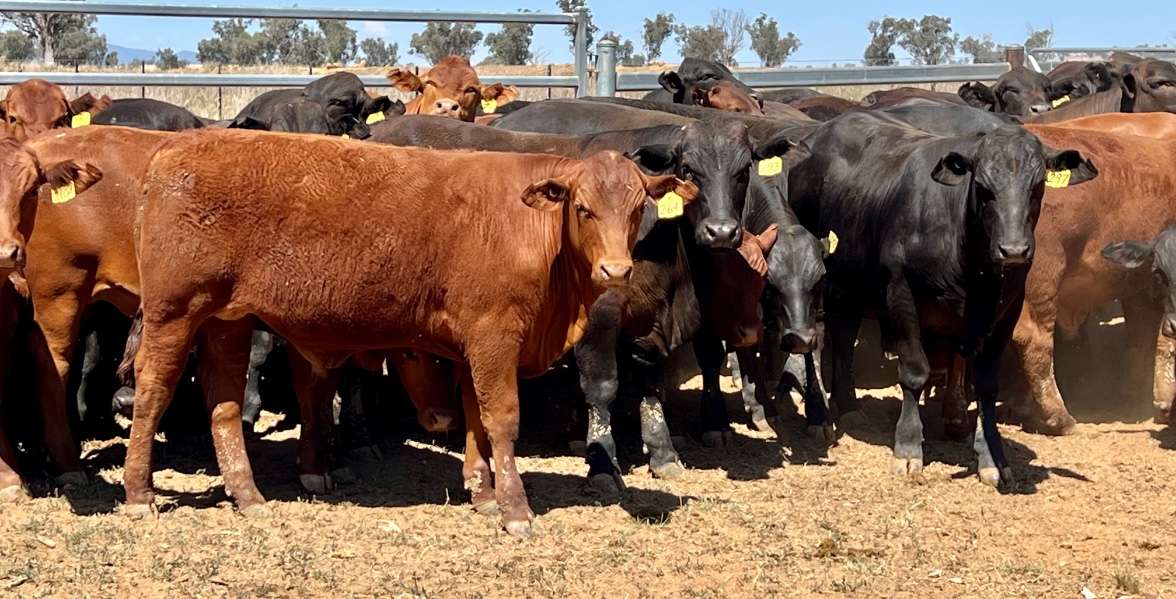 Lot 471 49 Feeder Steers AuctionsPlus