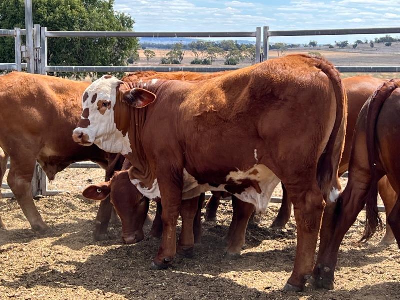 Lot 169 10 Feeder Steers AuctionsPlus