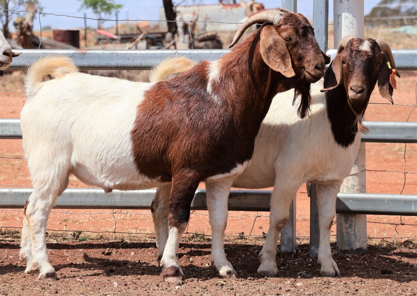 Lot 652 - 4 Goats - Bucks | AuctionsPlus