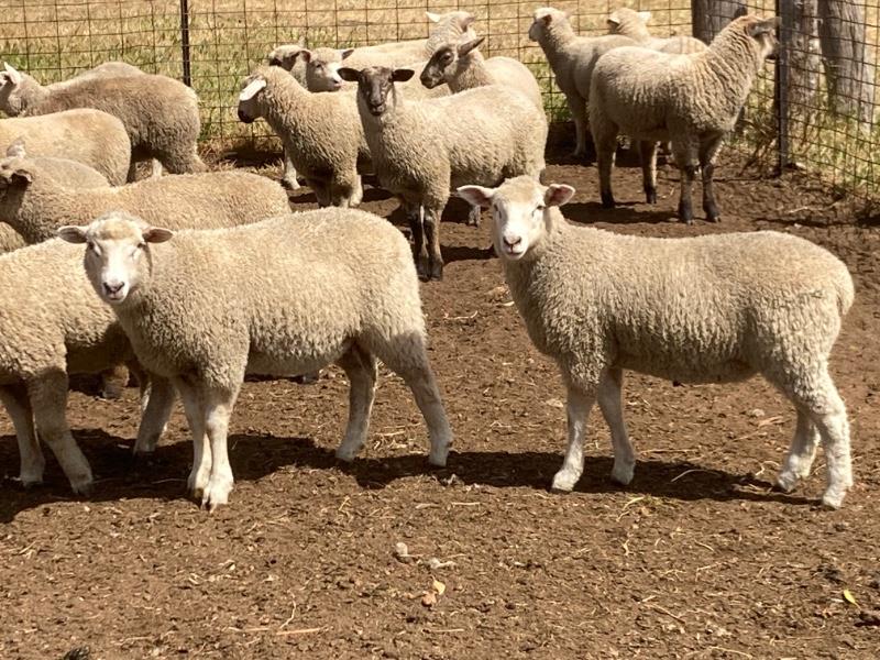 Lot 510 619 Mixed Sex Store Lambs Auctionsplus