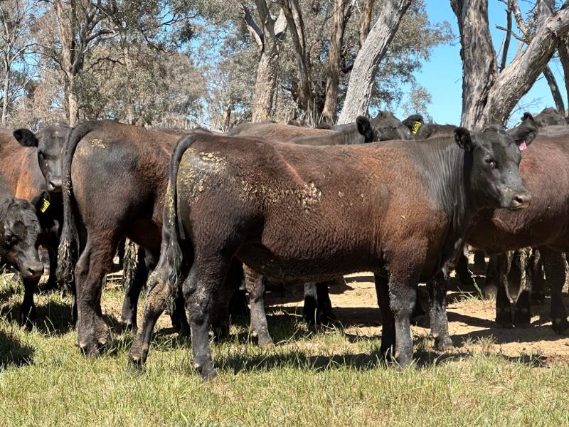 Lot 230 54 Feeder Steers AuctionsPlus