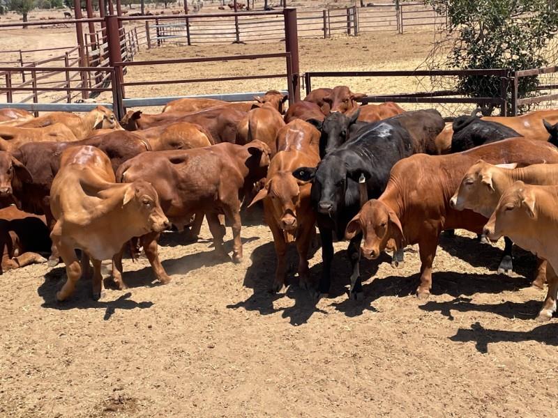 Lot 163 102 Feeder Steers AuctionsPlus