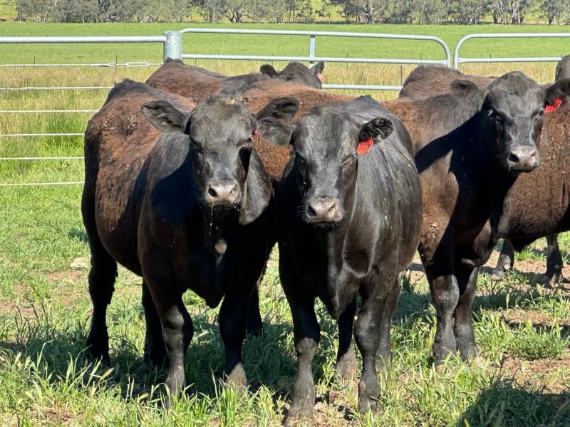 Lot 962 81 Feeder Steers AuctionsPlus