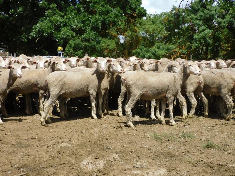 MT PLEASANT OFF SHEARS & 1ST X BL/MO EWE SALE Auction 744 AuctionsPlus