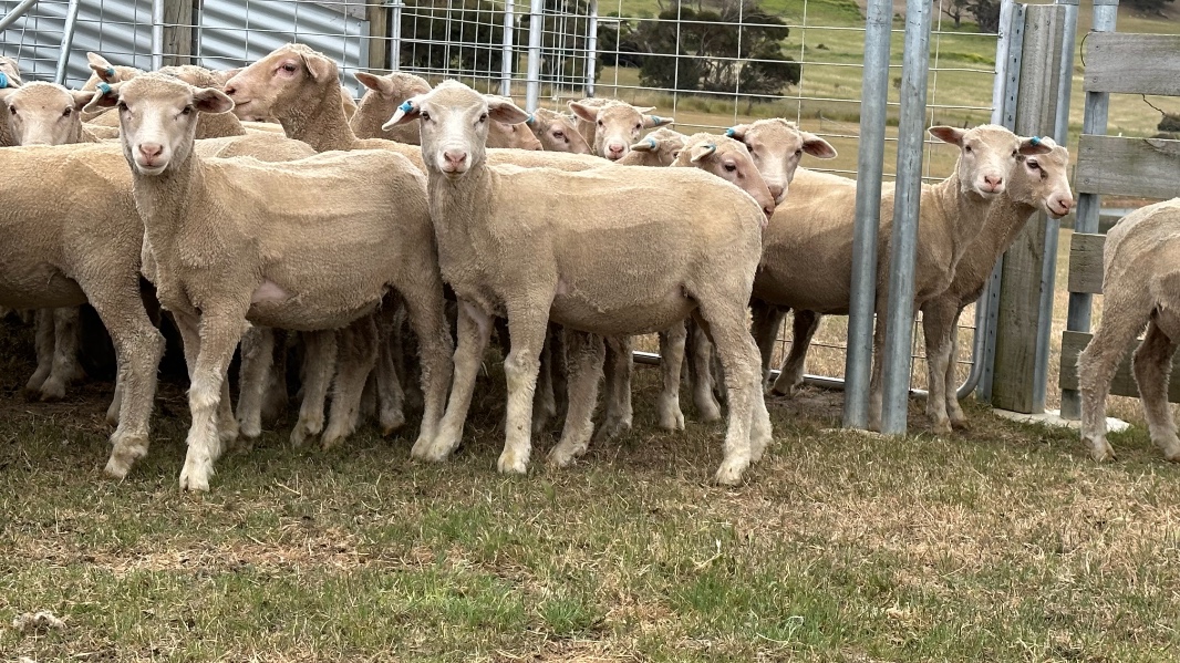 Lot 221 260 Mixed Sex Store Lambs Auctionsplus