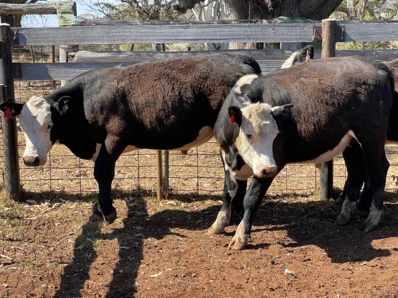 Lot 324 14 Feeder Steers AuctionsPlus