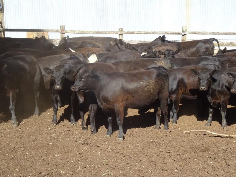 32ND ANNUAL PEMBERTON ELITE VEALER, WEANER AND BREEDER SALE Auction