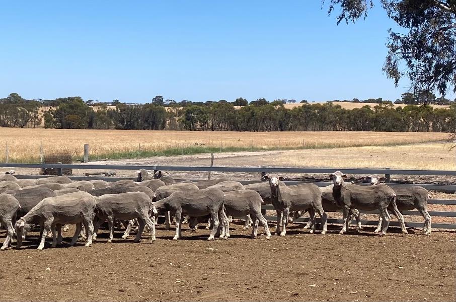 KOJONUP & DISTRICTS SHEEP SALE Auction 623 AuctionsPlus