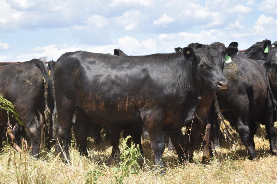 Lot 893 62 Feeder Steers AuctionsPlus