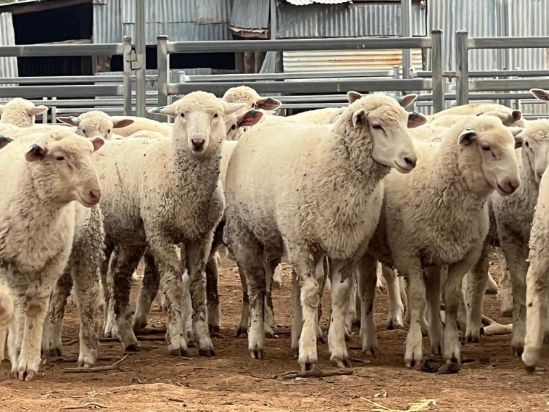 Lot 825 820 Mixed Sex Lambs Auctionsplus 1015