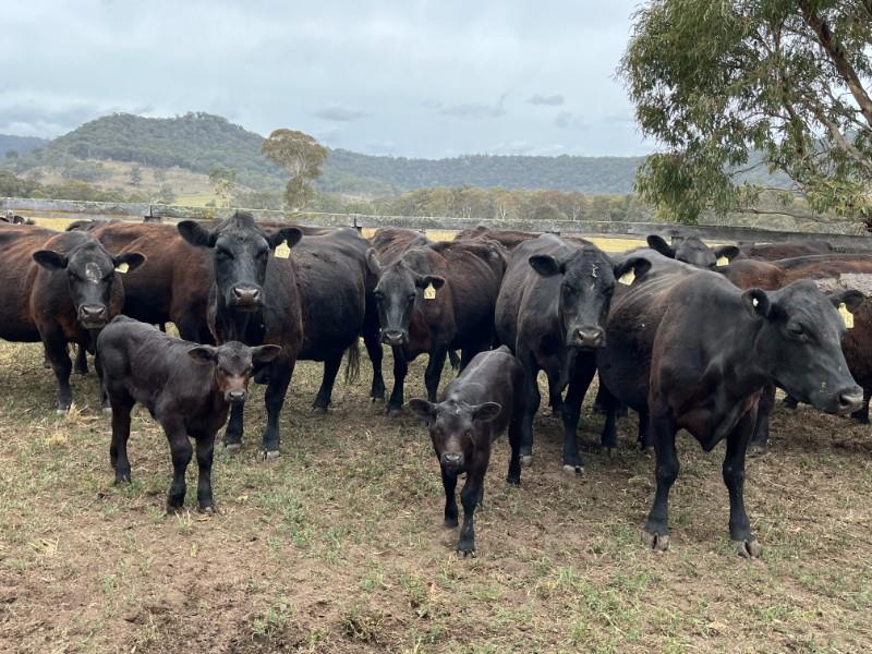 Lot 518 - 17 NSM Cows & 17 Calves | AuctionsPlus